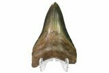 Serrated, Fossil Megalodon Tooth - Georgia #159735-2
